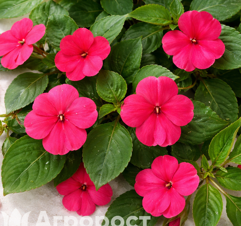 Бальзамин Уоллера