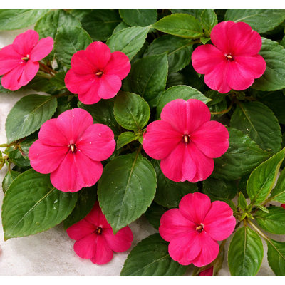 Бальзамин Уоллера