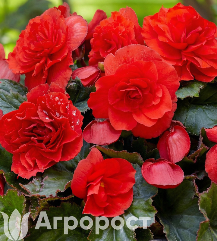 Бегония клубневая