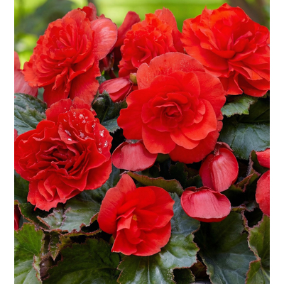 Бегония клубневая