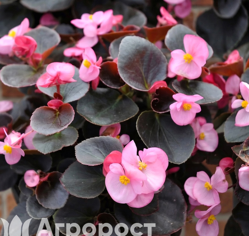 Бегония вечноцветущая