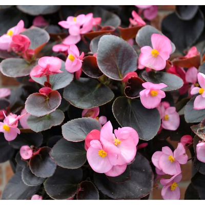 Бегония вечноцветущая