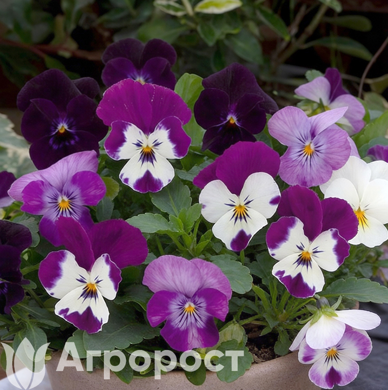 Виола крупноцветковая