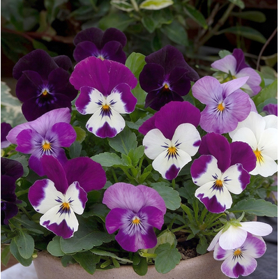 Виола крупноцветковая