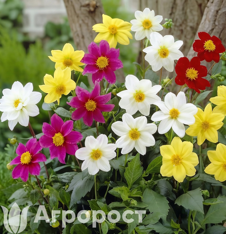 Георгина однолетняя