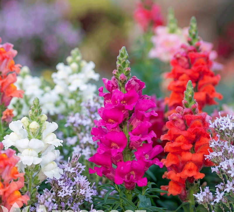 Львиный зев  (антирринум)