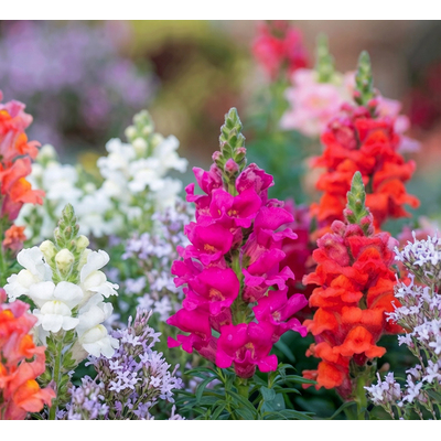 Львиный зев  (антирринум)