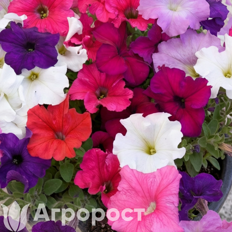 Петуния крупноцветковая