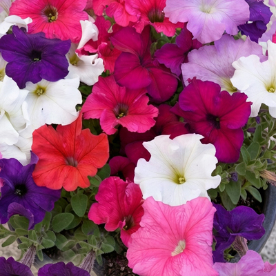 Петуния крупноцветковая