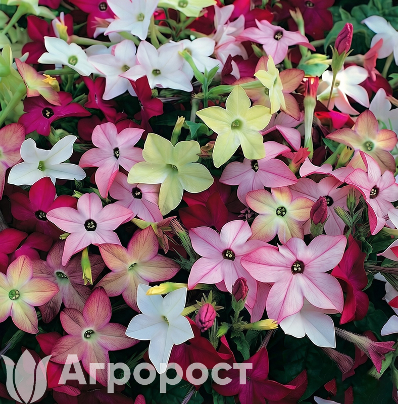 Табак душистый