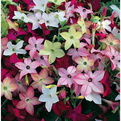 Табак душистый