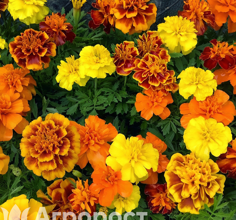 Тагетес Бархатцы отклоненные