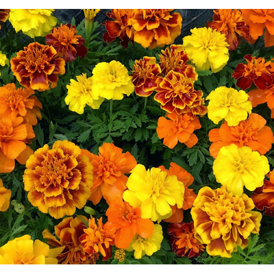 Тагетес Бархатцы отклоненные