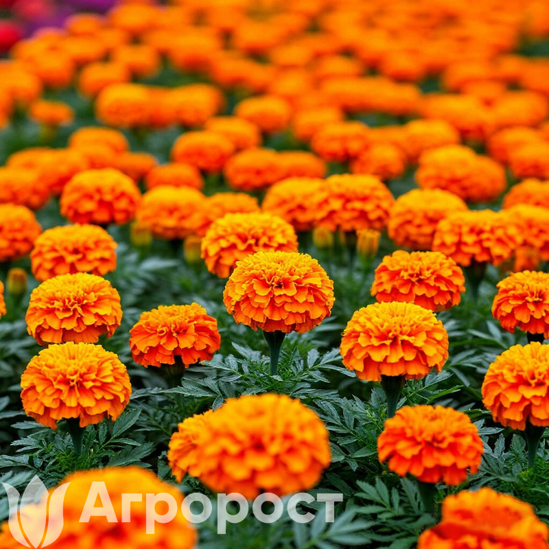 Тагетес  Бархатцы ПРЯМОСТОЯЧИЕ