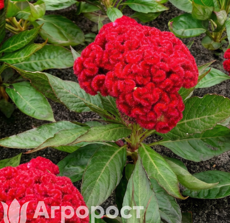 Целозия гребенчатая