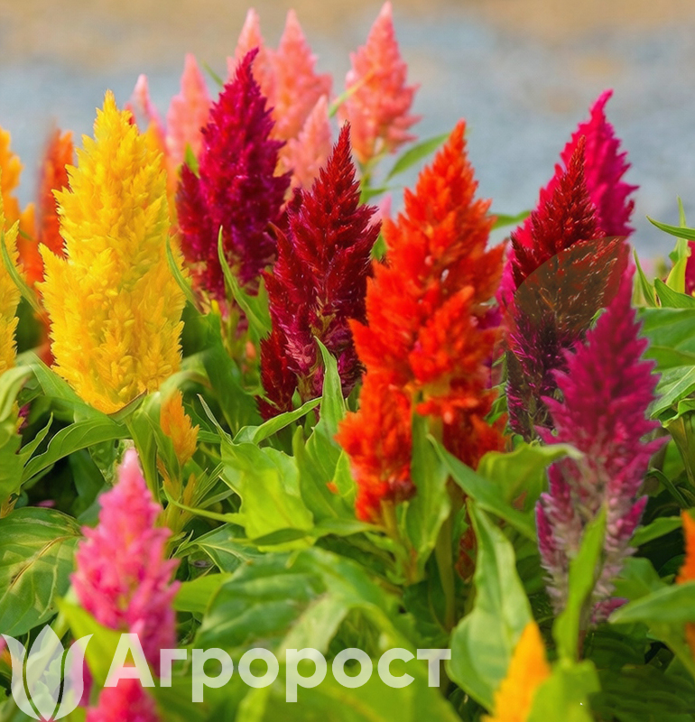 Целозия метельчатая