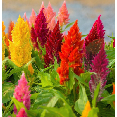 Целозия метельчатая