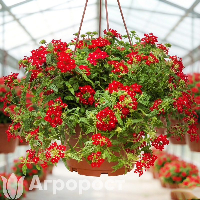 Вербена ампельная