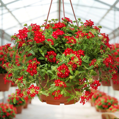 Вербена ампельная