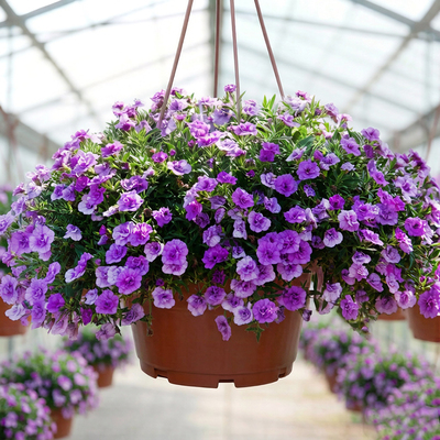 Калибрахоа