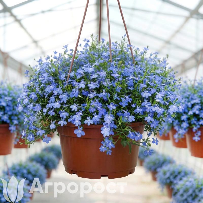 Лобелия ампельная