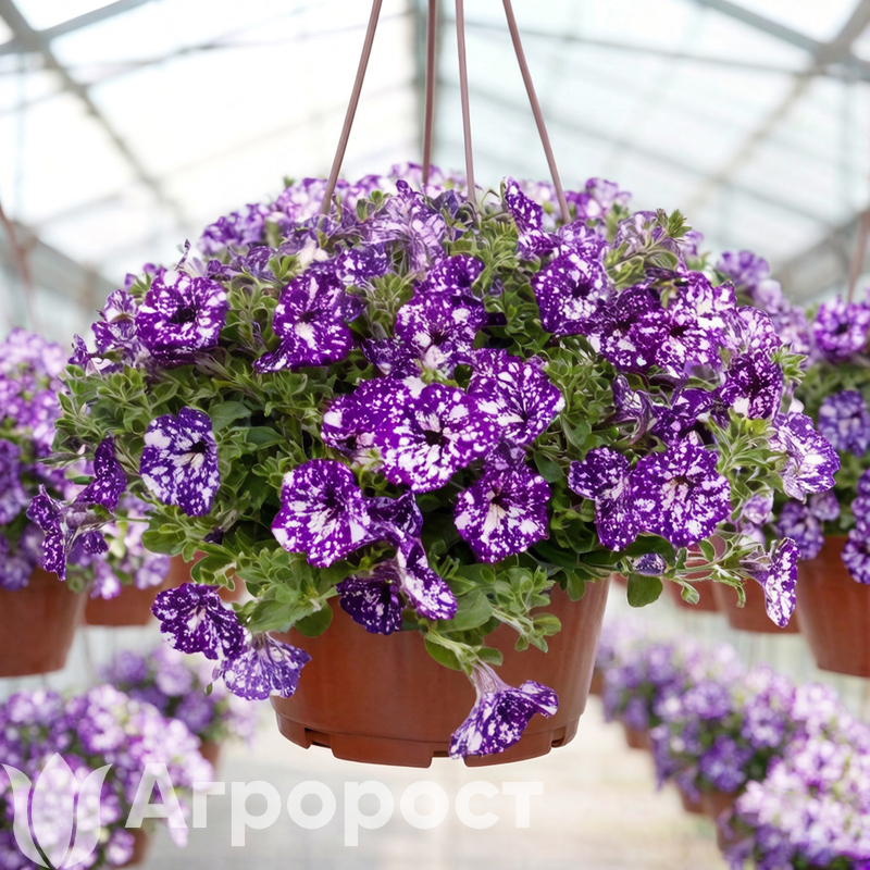 Петуния ампельная (потуния, сурфиния, светуния, пеппи, оригами)