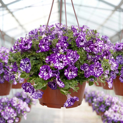 Петуния ампельная (потуния, сурфиния, светуния, пеппи, оригами)