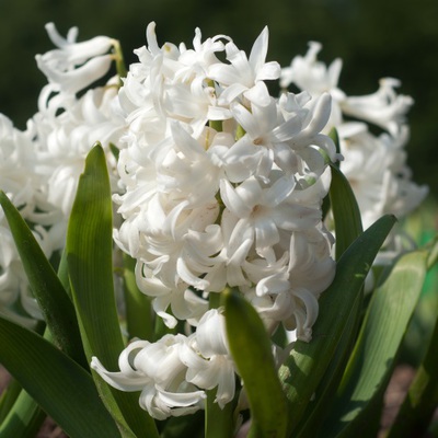 Гиацинт Top White