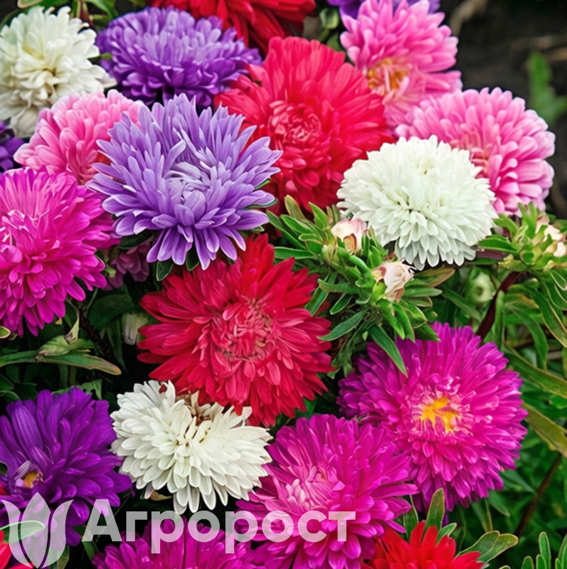 Астра низкорослая