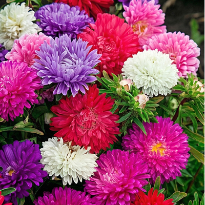 Астра низкорослая