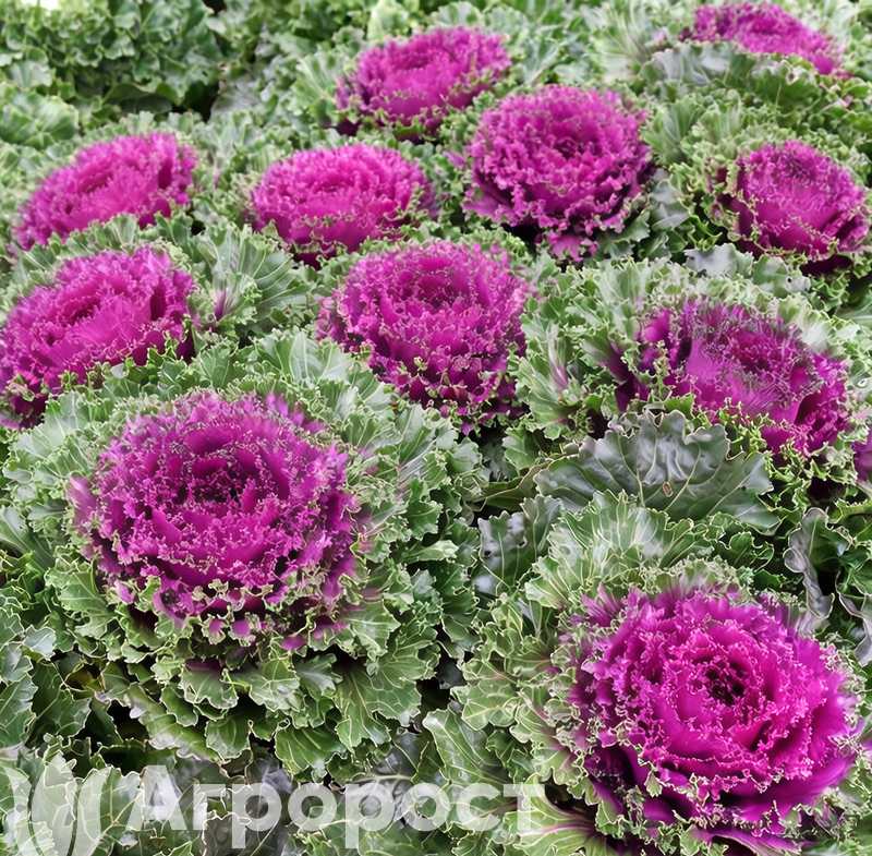 Капуста декоративная