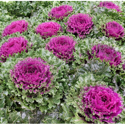 Капуста декоративная