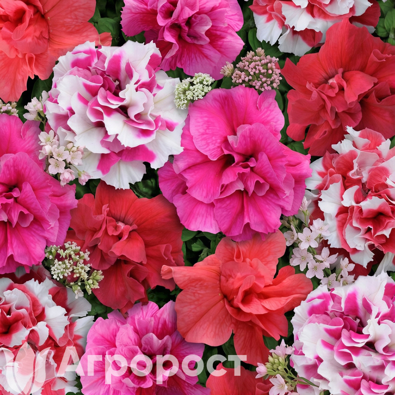 Петуния махровая