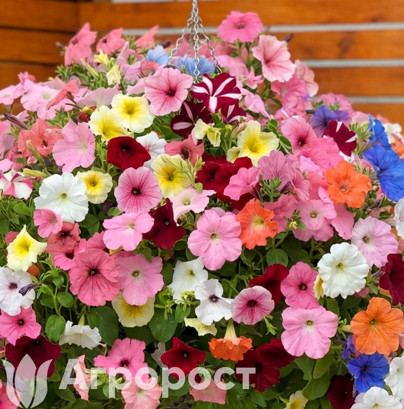 Петуния ампельная