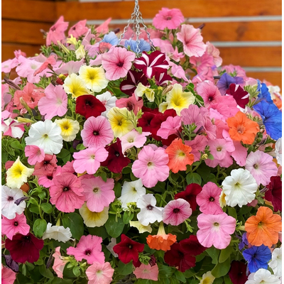 Петуния ампельная