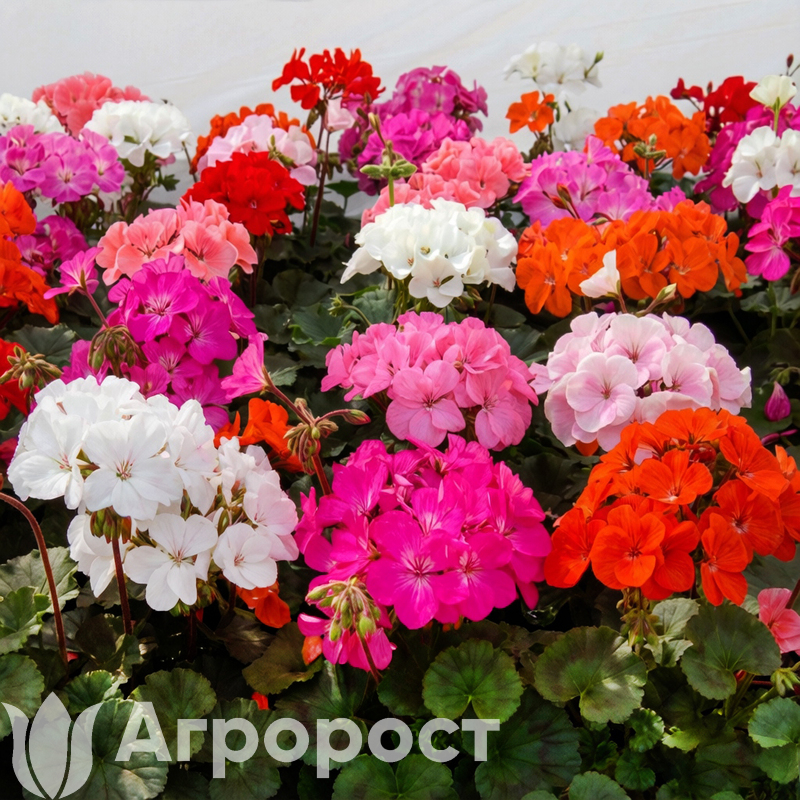 Пеларгония