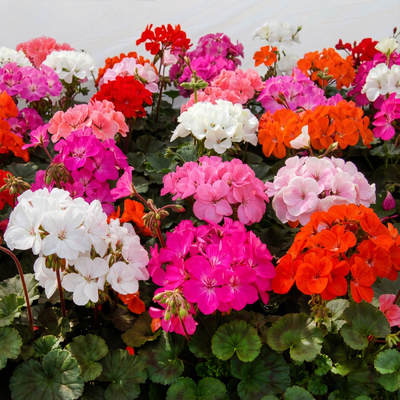 Пеларгония