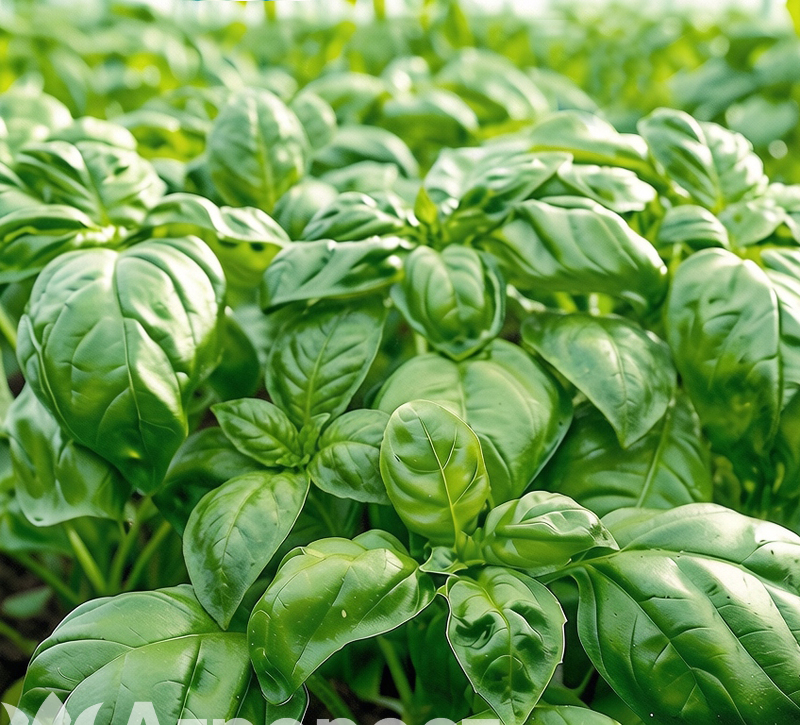 Базилик зелёный Тонус