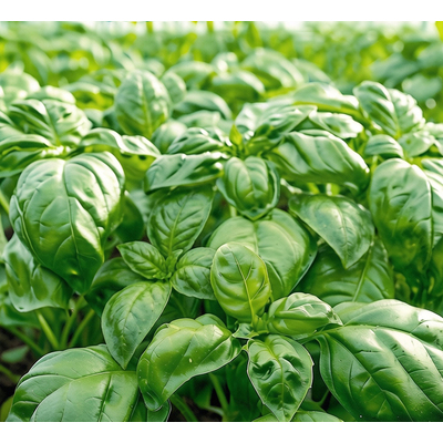 Базилик зелёный Тонус