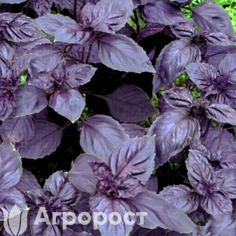 Базилик фиолетовый Пурпурные звезды