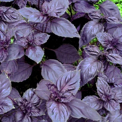 Базилик фиолетовый Пурпурные звезды