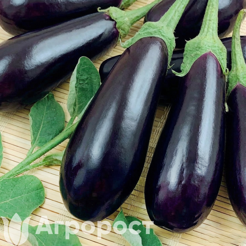 Баклажан Галич