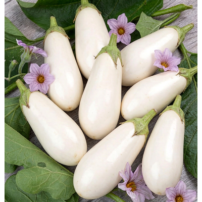 Баклажан  Умка