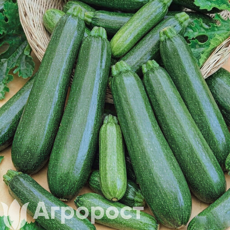 Кабачок Цукеша