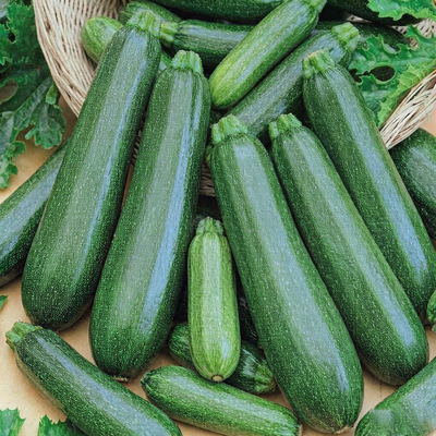 Кабачок Цукеша