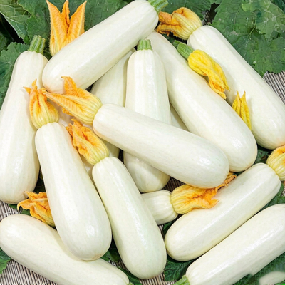 Кабачок Белоплодный