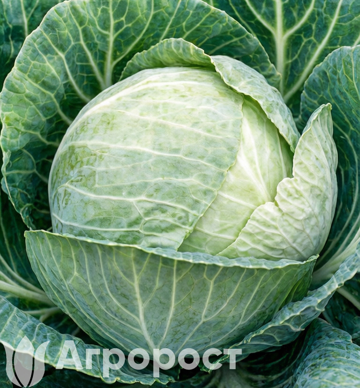 Капуста белокочанная Амагер