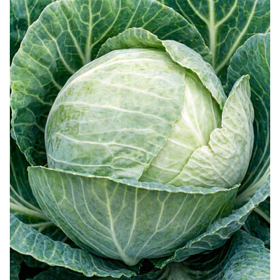 Капуста белокочанная Амагер