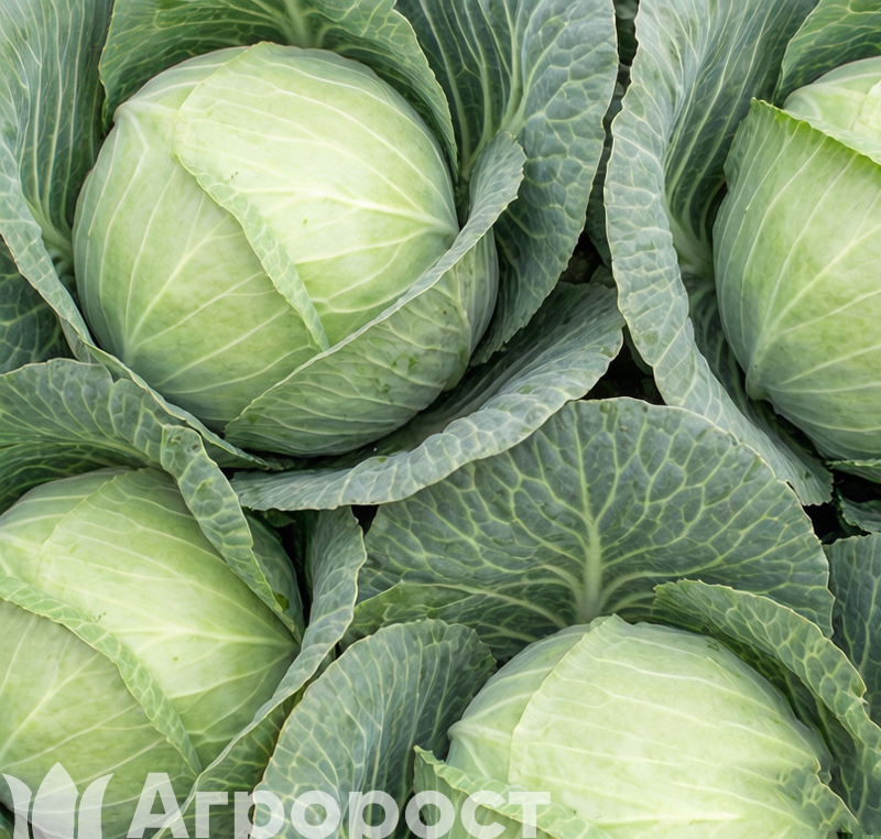 Капуста белокочанная  Июньская