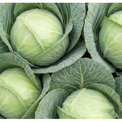 Капуста белокочанная  Июньская